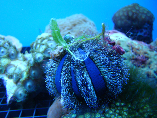  Mespilia globulus (Blue Tuxedo Urchin)